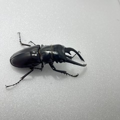 インターメディアツヤクワガタ♂♂♀3頭の画像