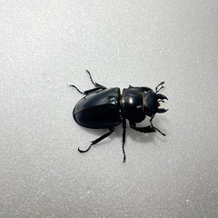 インターメディアツヤクワガタ♂♂♀3頭の画像