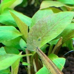 【大株　完全水中葉ADA組織培養】ラゲナンドラ ミーボルディ グ...