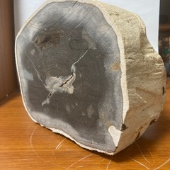 木の化石ですの画像
