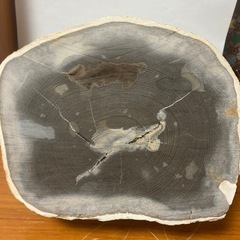 木の化石ですの画像