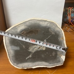 木の化石です