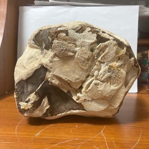 木の化石です