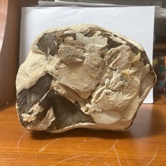 木の化石ですの画像