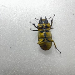 ローゼンベルグオウゴンオニクワガタ♀単品の画像