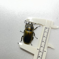 ローゼンベルグオウゴンオニクワガタ♀単品の画像