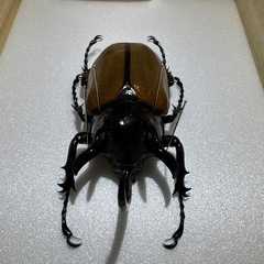 ゴホンツノカブト　約10センチの画像