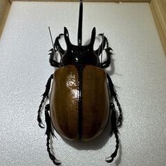 ゴホンツノカブト　約10センチの画像