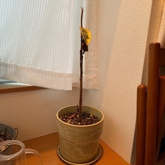 観葉植物と鉢