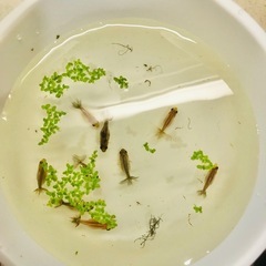 決まりました‼️引き取り限定‼️東海錦 稚魚の画像