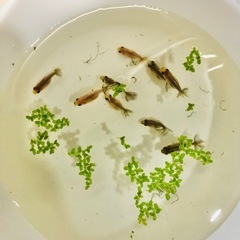 決まりました‼️引き取り限定‼️東海錦 稚魚の画像