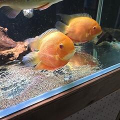 セベラム　2匹