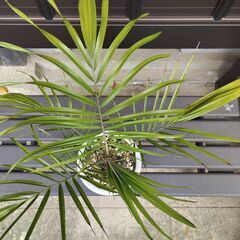 ルピコラヤシ（Phoenix rupicola）⑩の画像