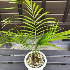 ルピコラヤシ（Phoenix rupicola）⑩の画像