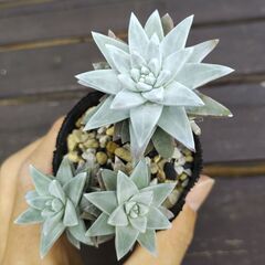ダドレア・グリーニー③の画像