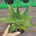 ランキングキーワードに紐づく投稿画像-多肉植物