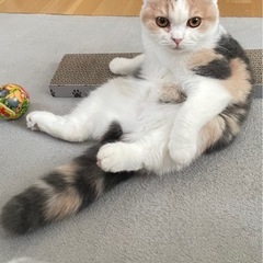 決定🌸スコティッシュ🌼5ヶ月︎︎ ♀