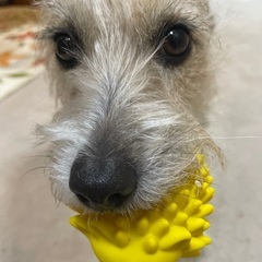 犬友募集です
