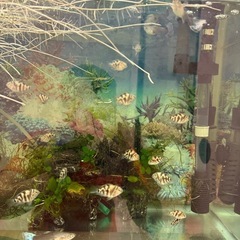 熱帯魚グッピーの画像