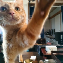 猫ちゃん