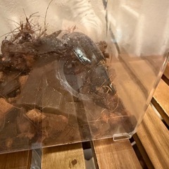 ヘラクレスオオカブト　メス