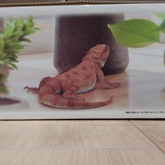 一番くじ 爬虫類＆両生類～Tiny Friends～の【Ａ賞】フトアゴヒゲトカゲ フィギュアの画像
