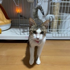 キジ白メス　里親募集　お見合い予定
