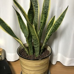 サンセベリア