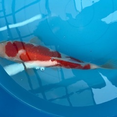  錦鯉　紅白　①の画像