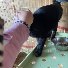 黒猫　オス　猫が多い地域からレスキュー - 名古屋市