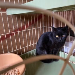 黒猫　オス　猫が多い地域からレスキュー − 愛知県