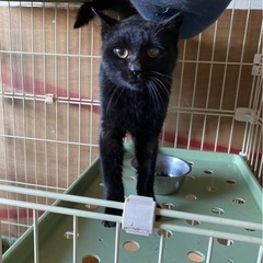 黒猫　オス　猫が多い地域からレスキュー - 猫