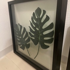 モンステラなどの造葉　額縁の画像