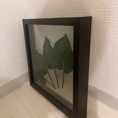 モンステラなどの造葉　額縁の画像