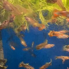 グッピー大小♂♀合わせて10匹 大（成魚）5匹（♂3匹、♀2匹）...