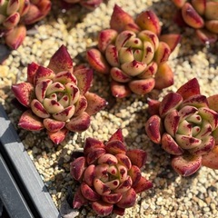 多肉植物　色々　の画像