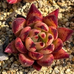 多肉植物　色々　の画像