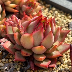 多肉植物　色々　の画像