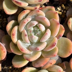 多肉植物　色々　の画像