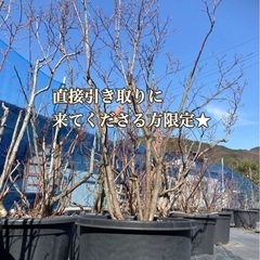 【取引済み23】ブルーベリーの木　鉢植えの画像