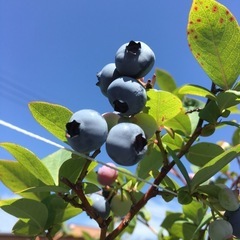 【取引済み23】ブルーベリーの木　鉢植えの画像