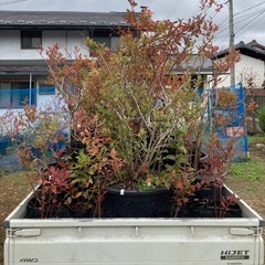 【取引済み23】ブルーベリーの木　鉢植えの画像