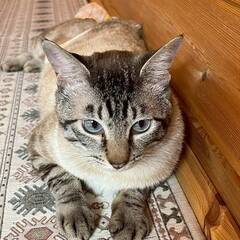in春日井市☆サクラ祭り☆保護猫達を暖かいオウチに迎えよう☆20...