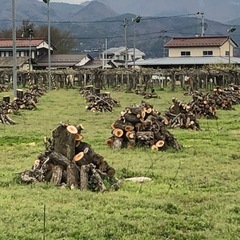 NO59 薪 　梨の玉切り 軽トラ350Kg以上 引取り限定(福島市)