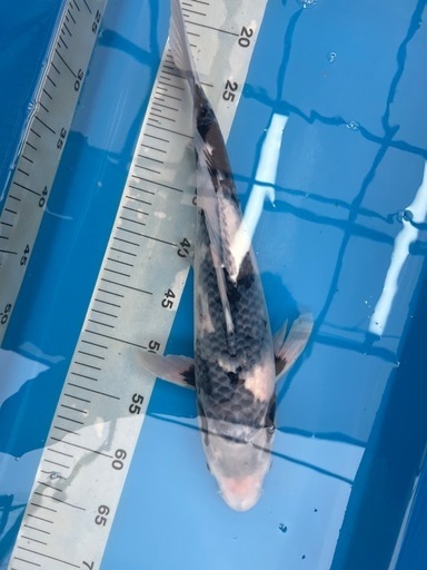 錦鯉　セット売り　NO①