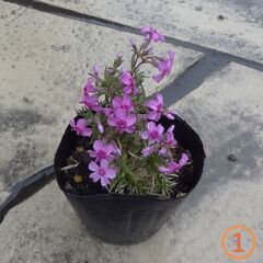 芝ざくら・昨年株分けしたもの