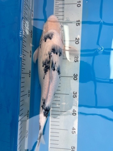 錦鯉　セット売り　NO③