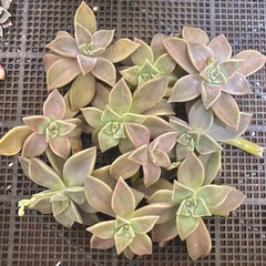 多肉植物 カット苗たくさん 朧月？薄氷？