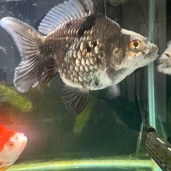 だるま琉金