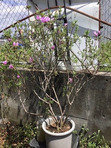 琉球ツツジ１10センチ